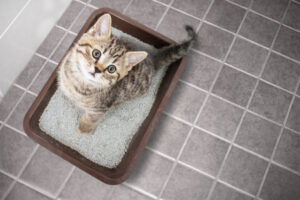 猫砂のせいでトイレが詰まる？原因と対策法について解説